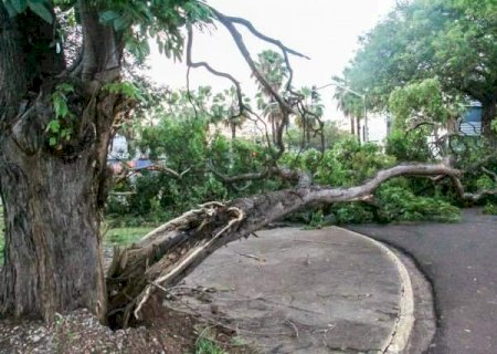 Prefeitura planeja mapear &aacute;rvores danificadas e revisar planos de emerg&ecirc;ncia