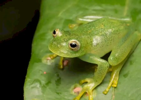 R&atilde; quase invis&iacute;vel do Cerrado &eacute; descoberta ap&oacute;s anos sem ser notada