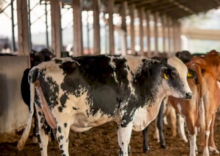 UE suspende carnes do Brasil; entenda impacto e próximos passos