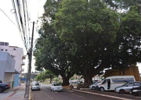 Figueiras hist&oacute;ricas ganham novas gera&ccedil;&otilde;es pelas m&atilde;os da ci&ecirc;ncia