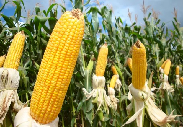 Coronel Sapucaia registra produtividade de 83 sacas de milho por hectare na safra 2025/2026