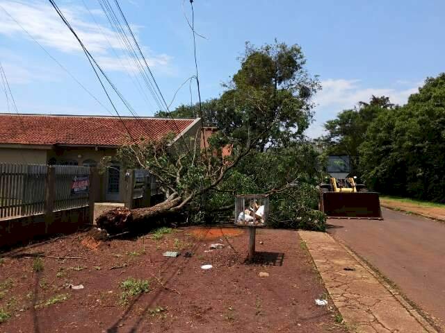 Temporal com ventania de at&eacute; 80 km/h derruba &aacute;rvores em 5 regi&otilde;es de Dourados