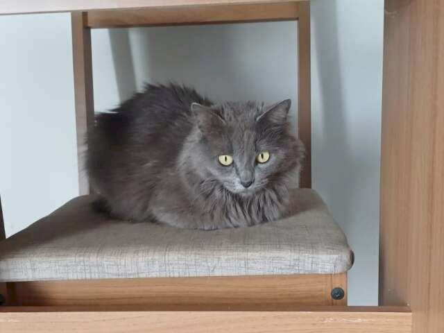 Gata desaparece dias ap&oacute;s mudan&ccedil;a no Jardim Los Angeles