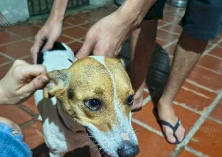 Cachorrinha &eacute; encontrada na entrada da UFMS e espera reencontro com tutores