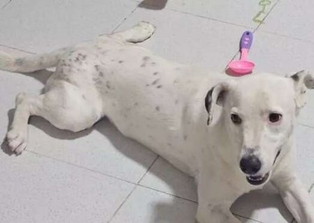 Fam&iacute;lia procura Snoop, que fugiu mancando ap&oacute;s ser atropelado