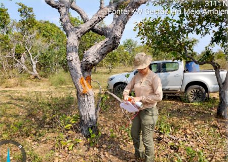 Audi&ecirc;ncia discutir&aacute; retirada de vegeta&ccedil;&atilde;o em quase 7 mil hectares em Corumb&aacute;
