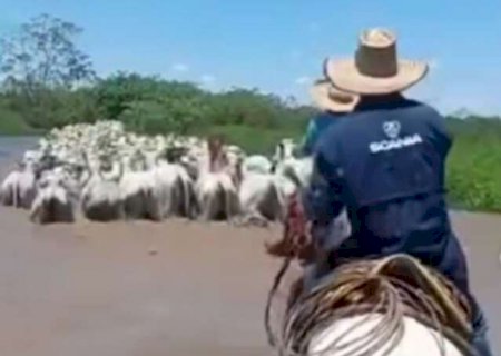 Cheia do Rio Paran&aacute; faz produtores retirarem gado de fazendas em Bataypor&atilde;