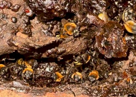 Parque ter&aacute; passeio por colmeias de abelhas sem ferr&atilde;o neste s&aacute;bado