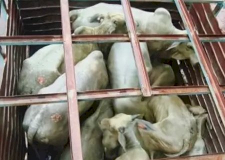 A&ccedil;&atilde;o contra furto de gado recupera 20 bovinos e termina com quatro presos