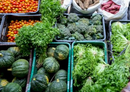 Segurança alimentar exige esforço coletivo e articulação
