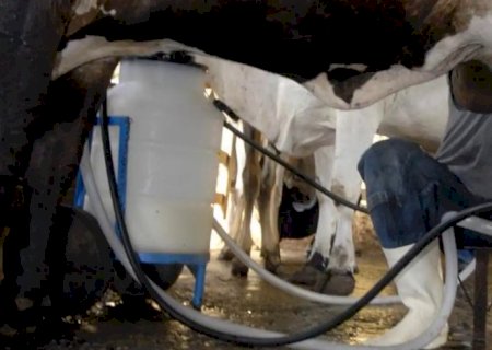 Produção de leite bate recorde mesmo com redução de vacas ordenhadas