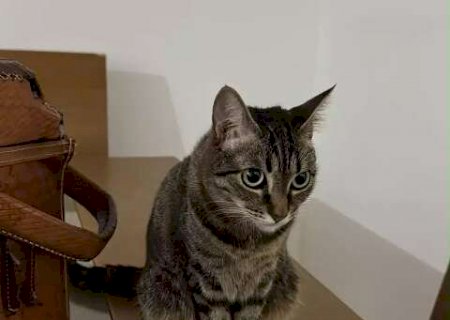 Adotada no CCZ, gata desaparece e tutor busca ajuda para encontr&aacute;-la