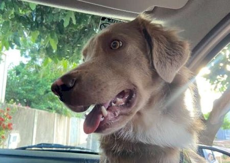 Luffy fugiu de casa na Vila Carlota e tutor pede ajuda para encontr&aacute;-lo
