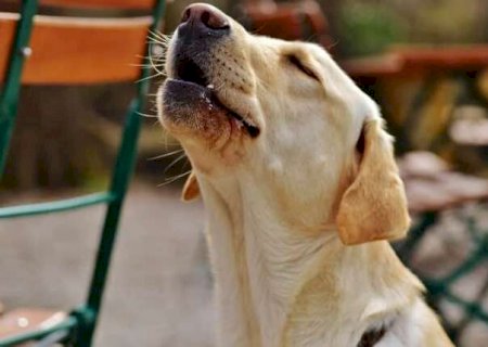 Cachorro que late por tudo pode estar vivendo uma rotina de estresse