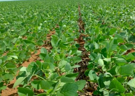 Chuvas dificultam in&iacute;cio das lavouras de soja em MS, mas plantio segue adiantado